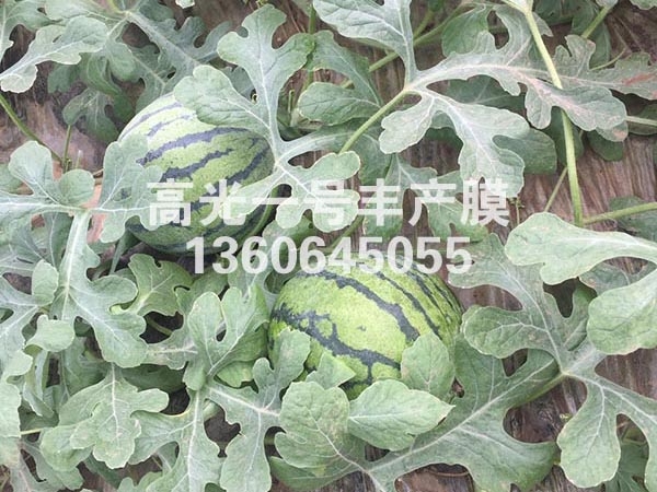 高保溫高光1號豐產膜